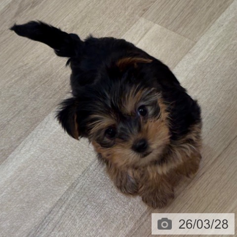 ヨークシャー・テリアの写真