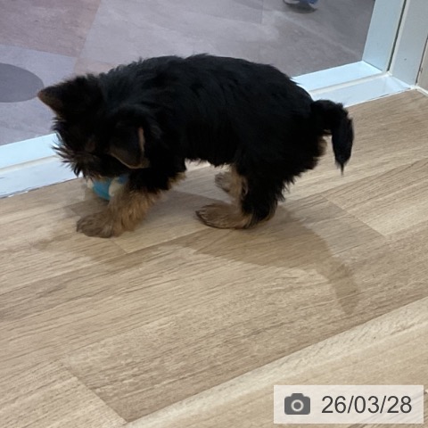 ヨークシャー・テリアの写真