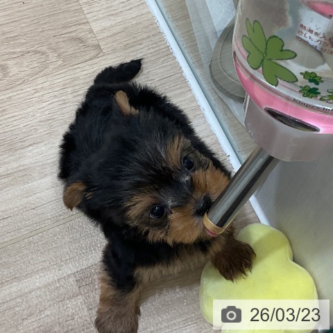 ヨークシャー・テリアの写真