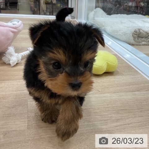 ヨークシャー・テリアの写真