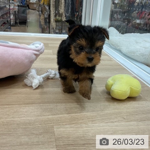 ヨークシャー・テリアの写真