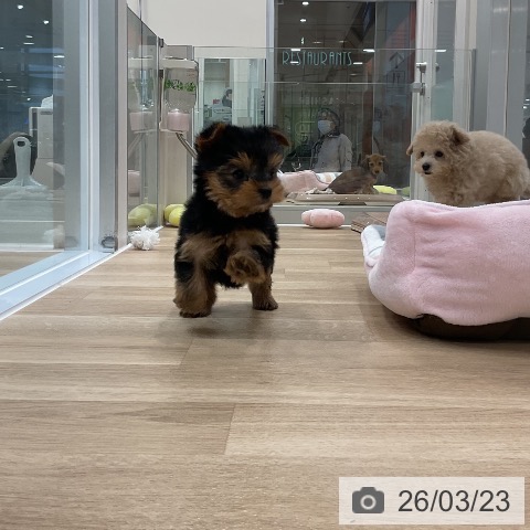 ヨークシャー・テリアの写真