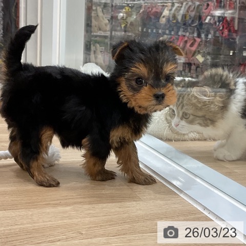 ヨークシャー・テリアの写真