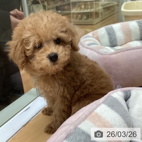 福岡県のトイプードル(トイ) (ペットプラス 黒崎店/2026年1月18日生まれ/男の子/アプリコット)の子犬の3枚目の画像