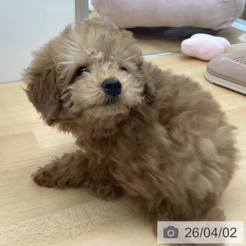 福岡県のトイプードル(トイ) (ペットプラス 黒崎店/2026年1月18日生まれ/男の子/アプリコット)の子犬の4枚目の画像