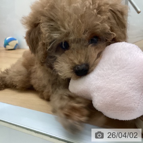 福岡県のトイプードル(トイ) (ペットプラス 黒崎店/2026年1月18日生まれ/男の子/アプリコット)の子犬の3枚目の画像
