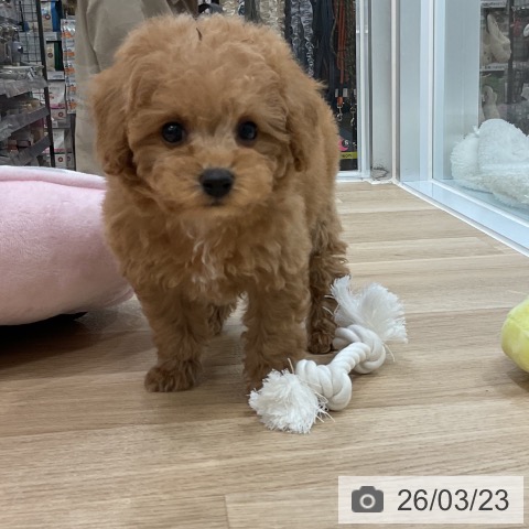 トイ・プードルの写真