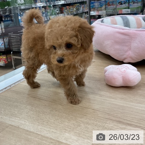 トイ・プードルの写真