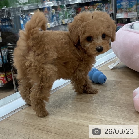 トイ・プードルの写真