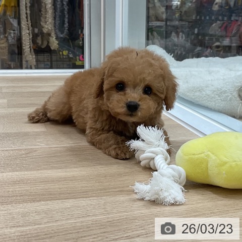 トイ・プードルの写真