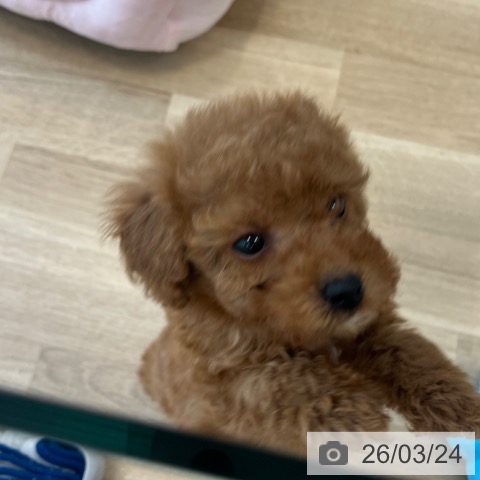 トイ・プードルの写真