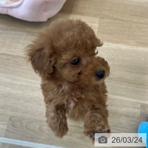 トイ・プードルの写真