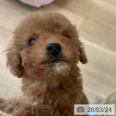 トイ・プードルの写真