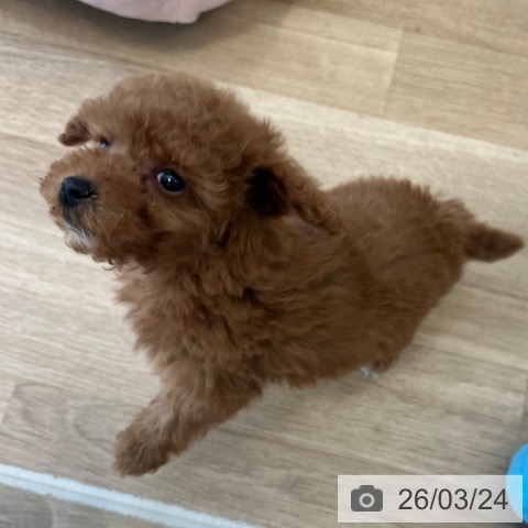 トイ・プードルの写真