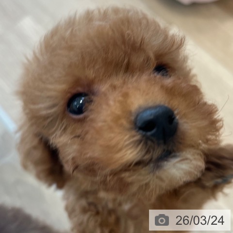 トイ・プードルの写真