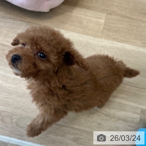 トイ・プードルの写真