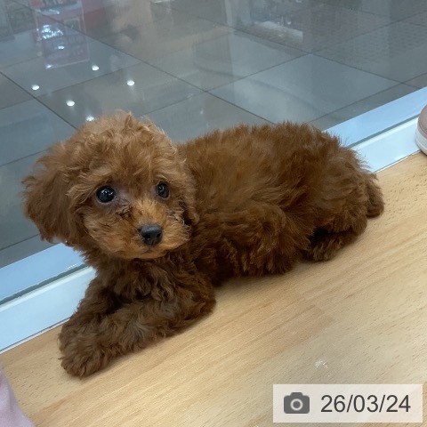 トイ・プードルの写真