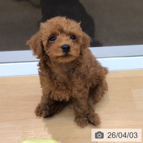 熊本県のトイプードル(トイ) (ペットプラス 熊本店/2026年1月22日生まれ/女の子/レッド)の子犬の3枚目の画像