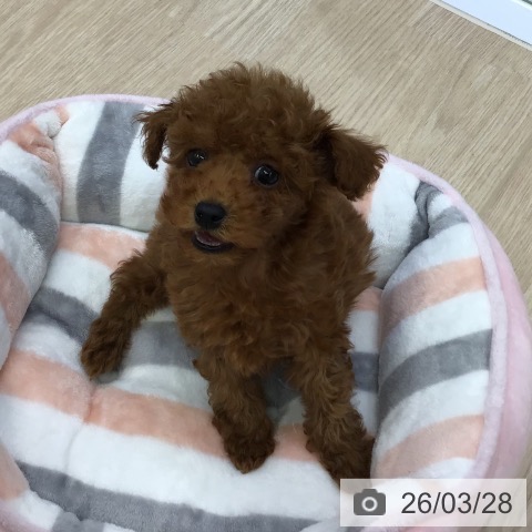 沖縄県のトイプードル(トイ) (ペットプラス 沖縄ライカム店/2026年1月22日生まれ/女の子/レッド)の子犬の4枚目の画像