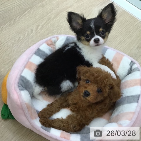 沖縄県のトイプードル(トイ) (ペットプラス 沖縄ライカム店/2026年1月22日生まれ/女の子/レッド)の子犬の3枚目の画像