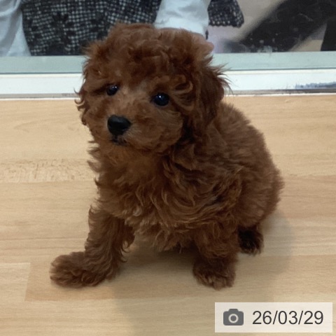 トイ・プードルの写真