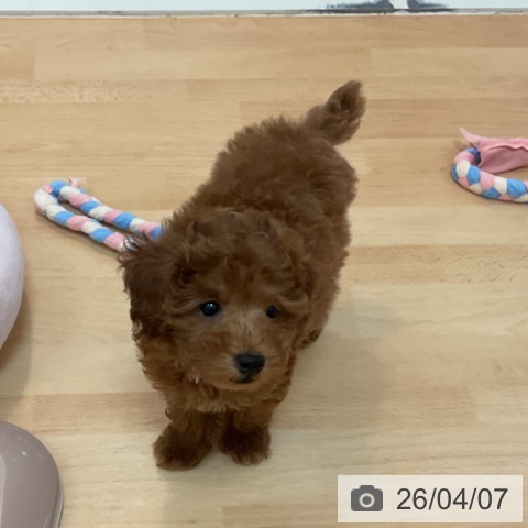 福岡県のトイプードル(トイ) (ペットプラス 福岡伊都店/2026年1月21日生まれ/男の子/レッド)の子犬の4枚目の画像