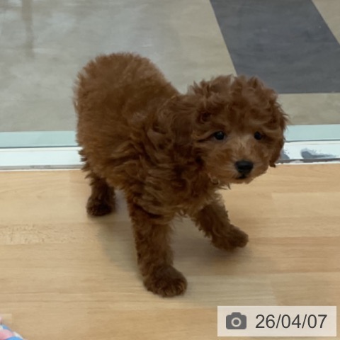 福岡県のトイプードル(トイ) (ペットプラス 福岡伊都店/2026年1月21日生まれ/男の子/レッド)の子犬の3枚目の画像