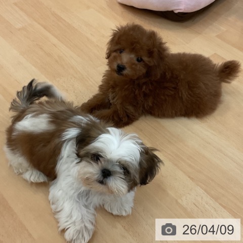 福岡県のトイプードル(トイ) (ペットプラス 福岡伊都店/2026年1月21日生まれ/男の子/レッド)の子犬の4枚目の画像