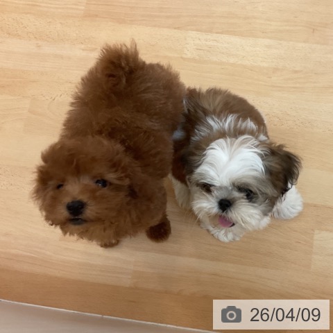 福岡県のトイプードル(トイ) (ペットプラス 福岡伊都店/2026年1月21日生まれ/男の子/レッド)の子犬の3枚目の画像