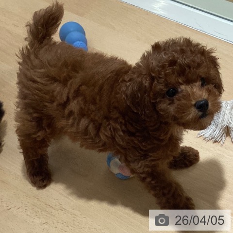 鹿児島県のトイプードル(トイ) (ペットプラス 姶良店/2026年1月21日生まれ/女の子/レッド)の子犬の4枚目の画像