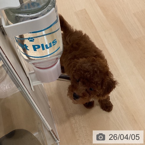 鹿児島県のトイプードル(トイ) (ペットプラス 姶良店/2026年1月21日生まれ/女の子/レッド)の子犬の4枚目の画像