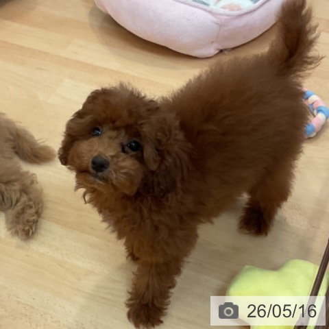 福岡県のトイプードル(トイ) (ペットプラス 福岡伊都店/2026年1月21日生まれ/女の子/レッド)の子犬の4枚目の画像