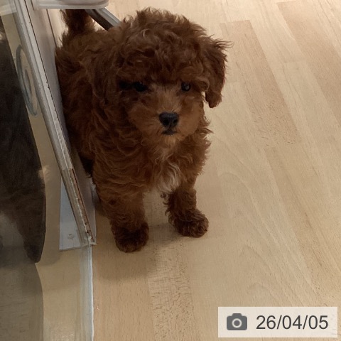 鹿児島県のトイプードル(トイ) (ペットプラス 姶良店/2026年1月21日生まれ/女の子/レッド)の子犬の3枚目の画像