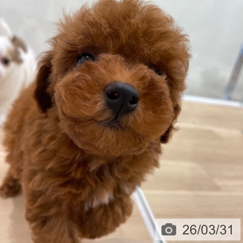 トイ・プードルの写真