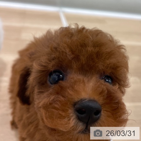 トイ・プードルの写真