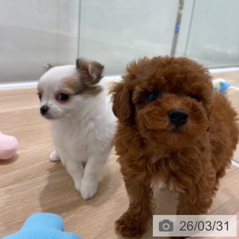 トイ・プードルの写真