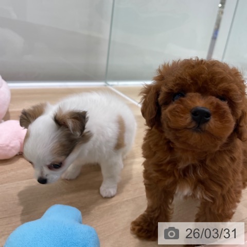 トイ・プードルの写真