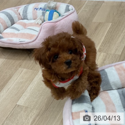 トイ・プードルの写真