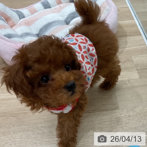 トイ・プードルの写真