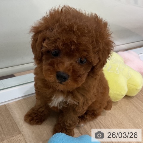 福岡県のトイプードル(トイ) (ペットプラス 八幡東店/2026年1月21日生まれ/女の子/レッド)の子犬の4枚目の画像