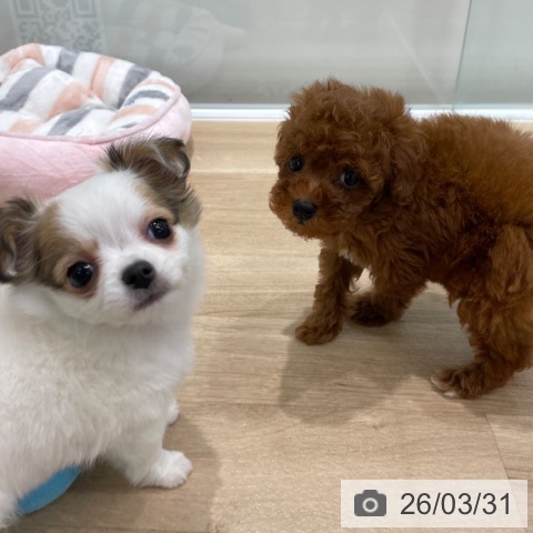 福岡県のトイプードル(トイ) (ペットプラス 八幡東店/2026年1月21日生まれ/女の子/レッド)の子犬の4枚目の画像