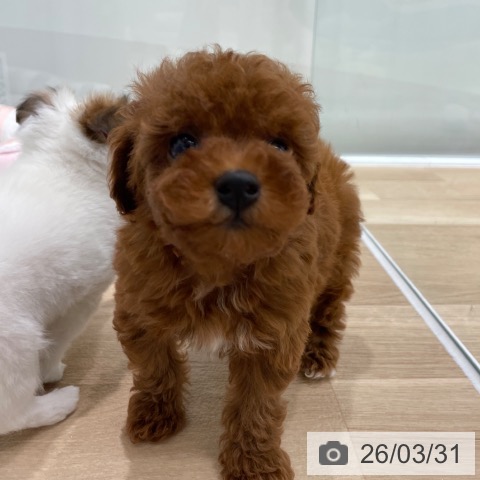 福岡県のトイプードル(トイ) (ペットプラス 八幡東店/2026年1月21日生まれ/女の子/レッド)の子犬の3枚目の画像