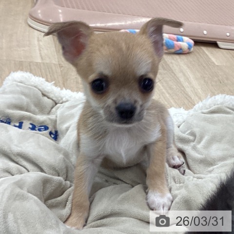大阪府のチワワ(ロング) (ペットプラス りんくう泉南店/2026年1月23日生まれ/男の子/フォーンホワイト)の子犬の3枚目の画像