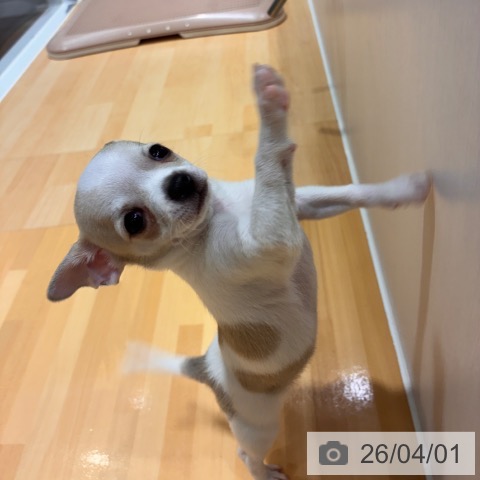 奈良県のチワワ(ロング) (ペットプラス 大和郡山店/2026年1月23日生まれ/男の子/ホワイトフォーン)の子犬の4枚目の画像