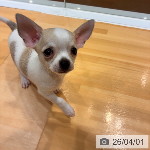 奈良県のチワワ(ロング) (ペットプラス 大和郡山店/2026年1月23日生まれ/男の子/ホワイトフォーン)の子犬の3枚目の画像