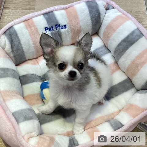 兵庫県のチワワ(ロング) (ペットプラス 明石店/2026年1月23日生まれ/男の子/ホワイトフォーン)の子犬の4枚目の画像