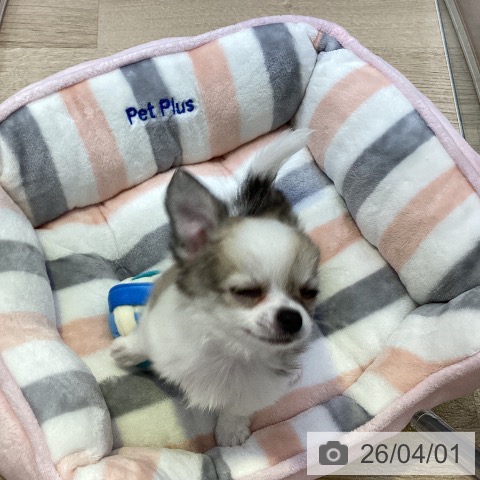 兵庫県のチワワ(ロング) (ペットプラス 明石店/2026年1月23日生まれ/男の子/ホワイトフォーン)の子犬の3枚目の画像