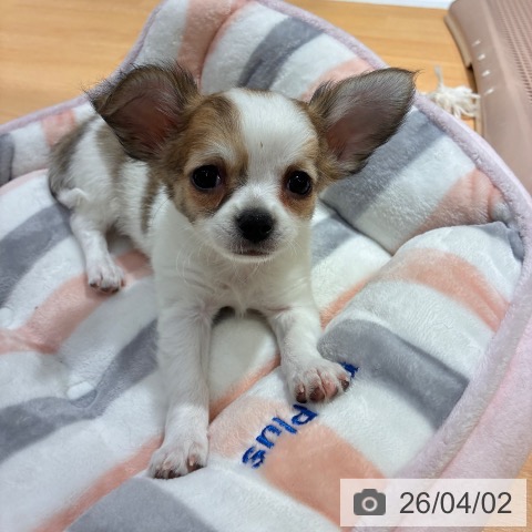 奈良県のチワワ(ロング) (ペットプラス 大和郡山店/2026年1月23日生まれ/男の子/ホワイトフォーン)の子犬の4枚目の画像