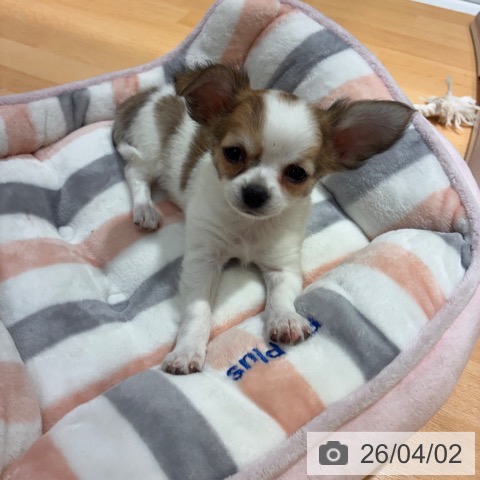 奈良県のチワワ(ロング) (ペットプラス 大和郡山店/2026年1月23日生まれ/男の子/ホワイトフォーン)の子犬の3枚目の画像