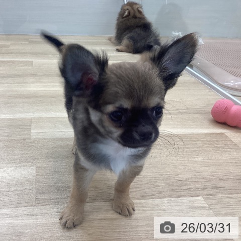 京都府のチワワ(ロング) (ペットプラス 久御山店/2026年1月18日生まれ/男の子/セーブルホワイト)の子犬の4枚目の画像